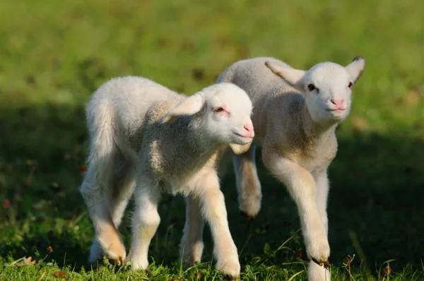 Two lambs