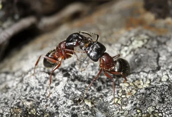 Ants