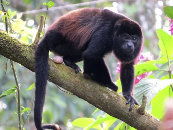A howler monkey roaring from its perch high in the rainforest canopy