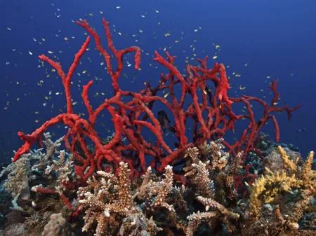 Toxic finger sponge