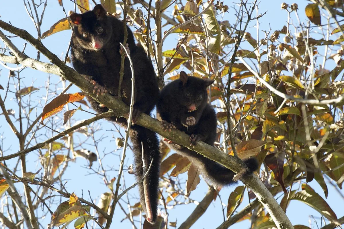 Ringtail Possum