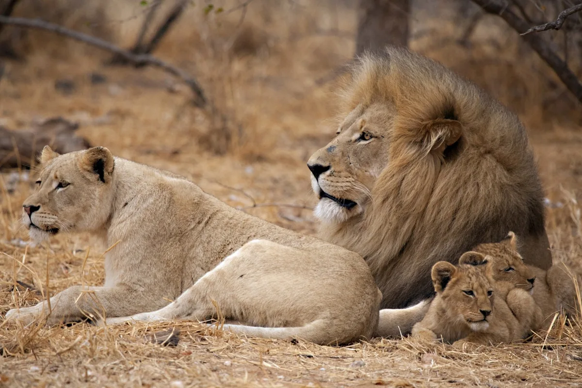 A lioness lying with her small spotted cubs nestled close to her