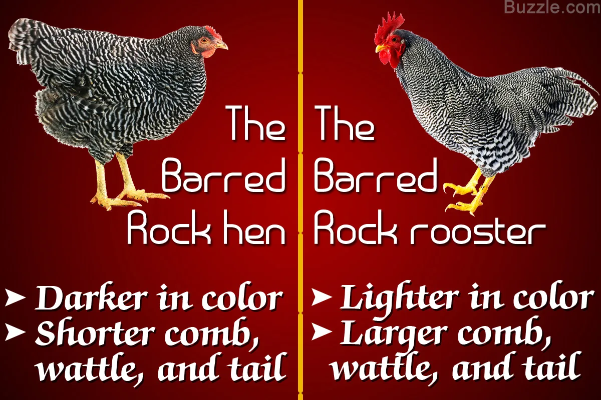 Side-by-side comparison of a Barred Rock hen (darker, sharper bars) and a Barred Rock rooster (lighter, more gray-white)