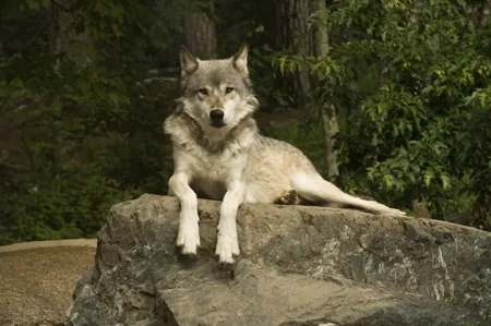 A Russian wolf in the snowy forests of north-central Russia