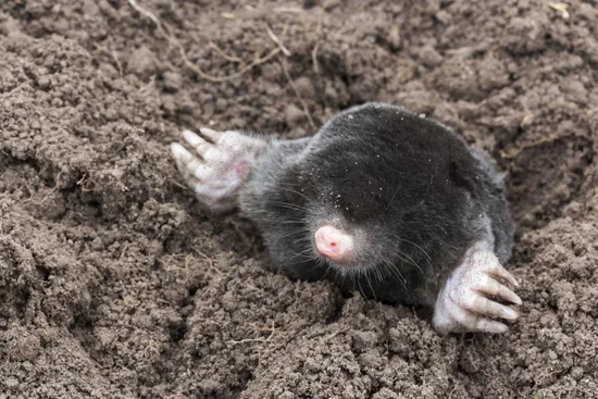 Mole in heap soil