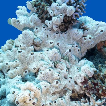 Great white sea sponge