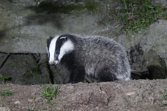 Badger