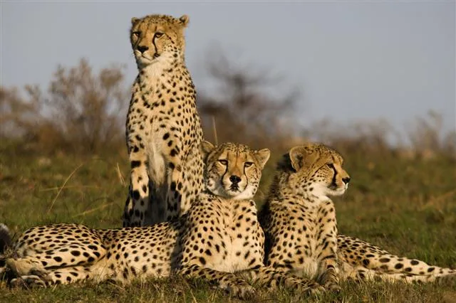 Cheetah family group on the African savanna