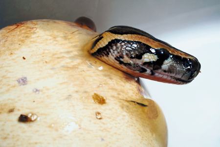 A baby python pushing its head out through the slit shell of its egg