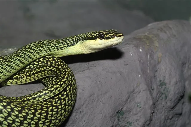 A slender green snake speckled with yellow, resting on a rock