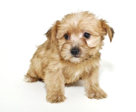 Sweet Morkie puppy