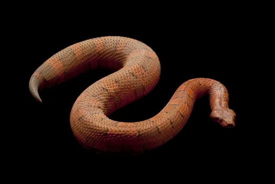 A short, thick-bodied stout snake coiled on a dark background