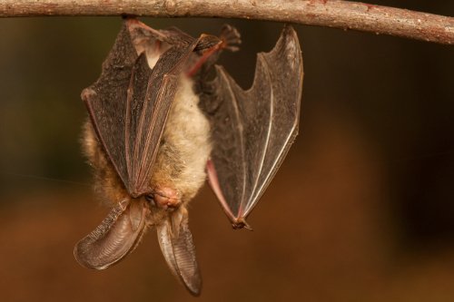 Brown long-eared bat