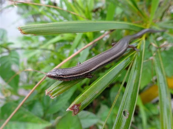 American legless Lizards (Anniellidae)