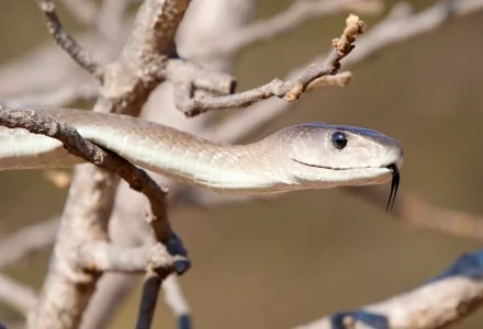 Black Mamba