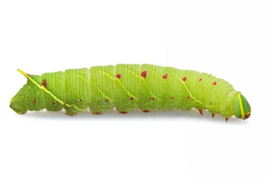 Pale tussock caterpillar