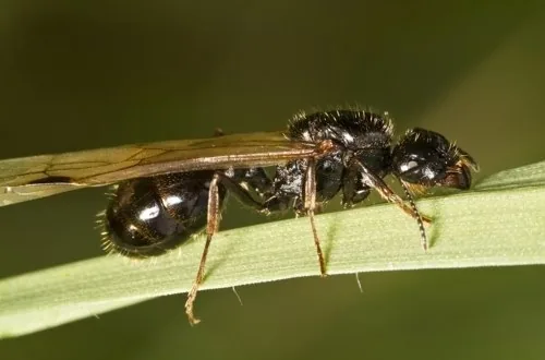 Harvester ant on a leaf blade