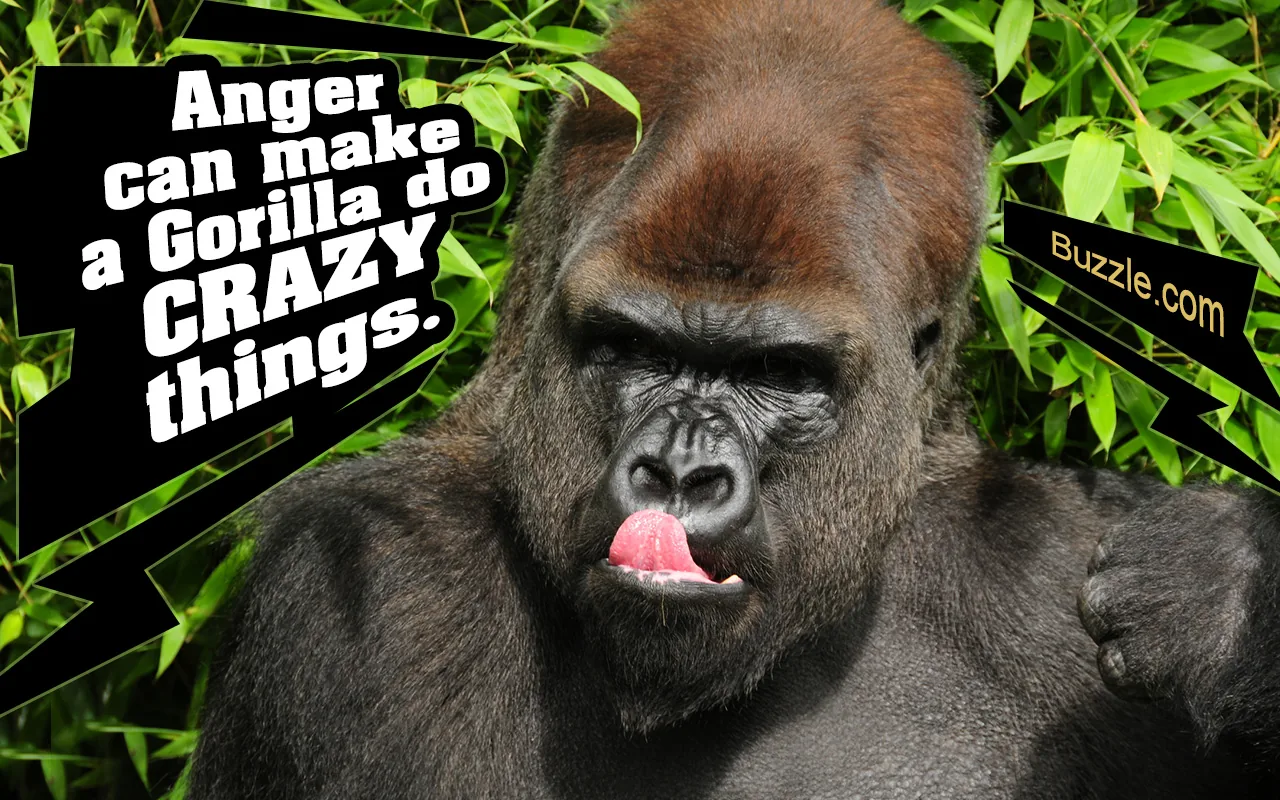 Western lowland gorilla in a forest clearing