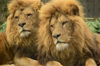 Two African lions resting close together, showing the social bond of a pride