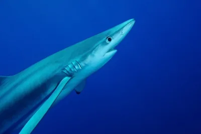 Blue shark close-up, slender body with vivid blue coloration