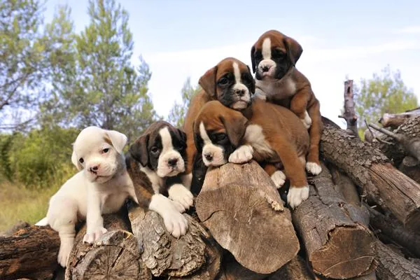 Boxer puppies