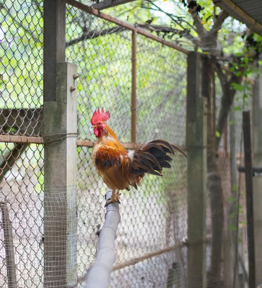 A bantam chicken inside a secure wire fence