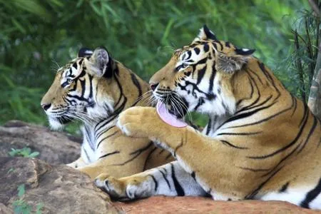 A Bengal tiger resting in dappled forest light, face turned toward the camera