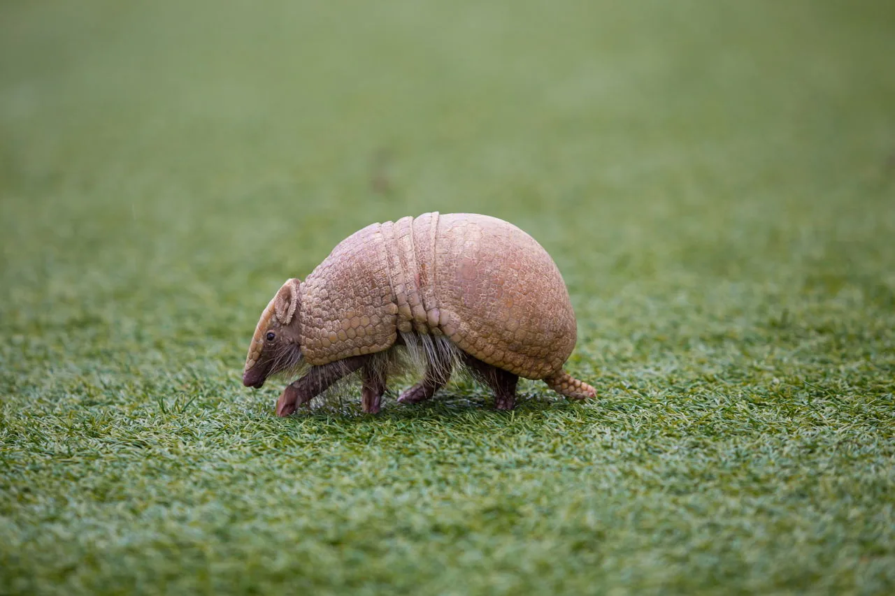 Armadillo foraging on turf grass