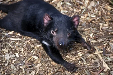 Tasmanian Devil (Sarcophilus harrisii)