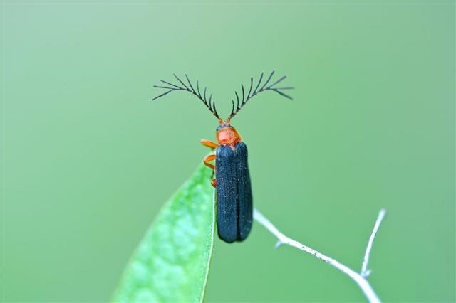 Close-up of a firefly showing its bioluminescent abdomen