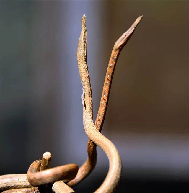 Madagascar leaf-nosed snake, extraordinary leaf-shaped nose tip for camouflage