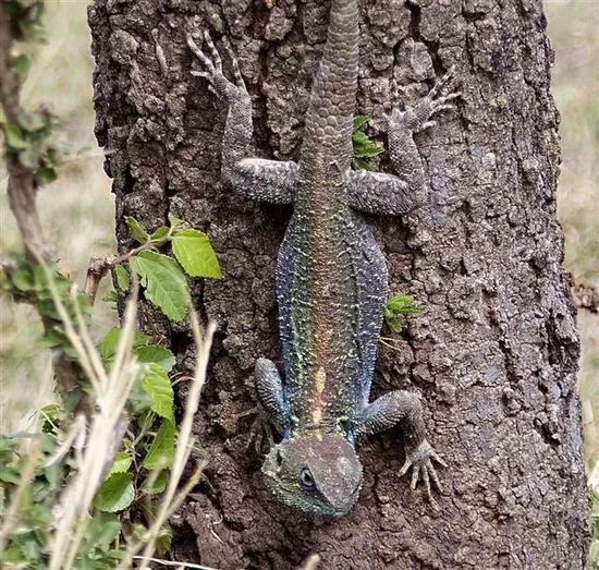 Knob-scaled Lizards (Xenosauridae)