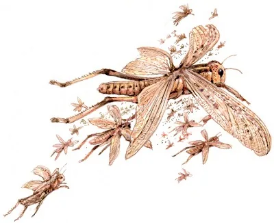 A dense swarm of locusts filling the sky.