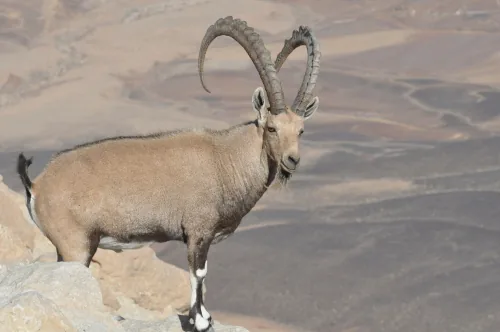 Asiatic ibex in the Gobi Desert