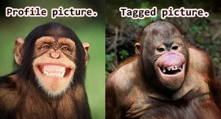 Facebook chimpanzee