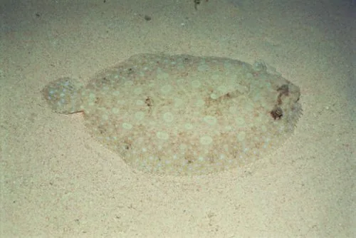 Flounder fish camouflaged against the seabed