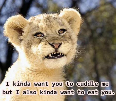 Confused lion cub