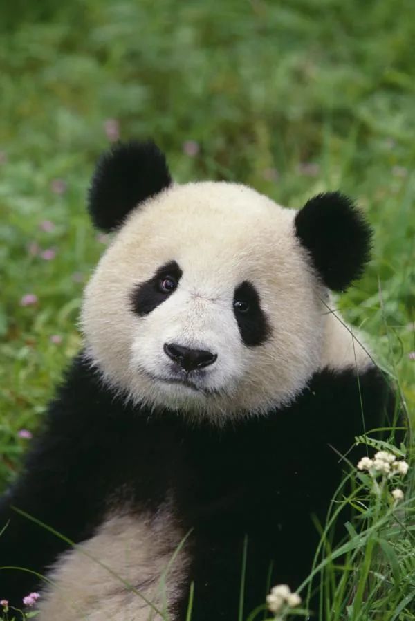 Giant panda in grass