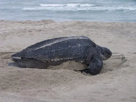 Leatherback sea turtle