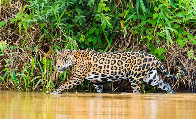 Jaguar walking in a river, tail low, focused gaze