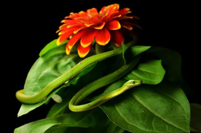 Rough green snake stalking through garden flowers, slender and vivid green
