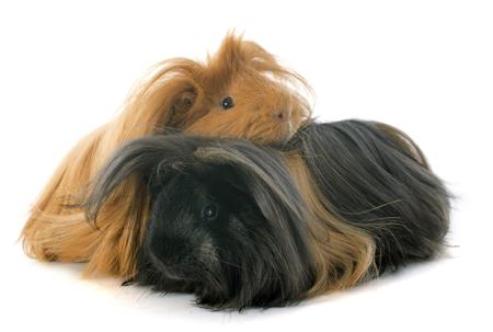 Peruvian guinea pigs