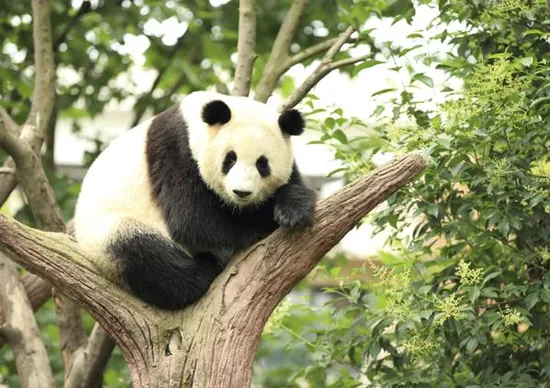 Giant panda sitting