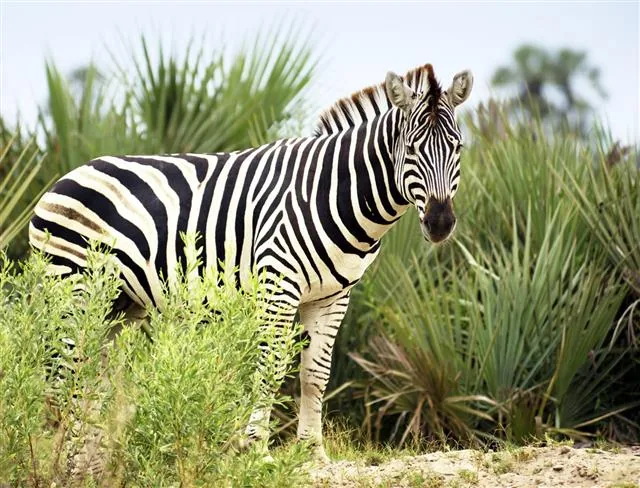 Grevy's zebra in natural habitat