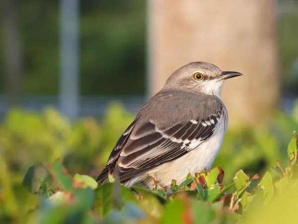 A mockingbird perched on a branch
