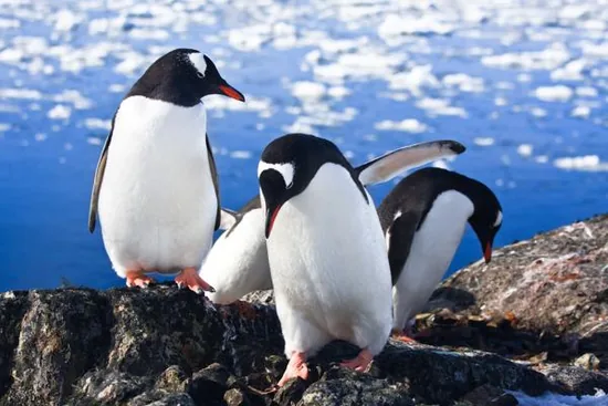 Group of Adelie penguins