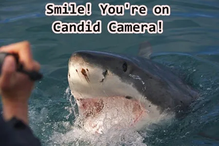 Candid Camera shark
