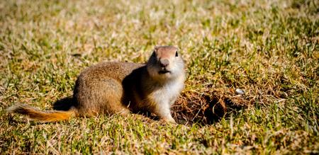 A groundhog entering its burrow tunnel in the ground