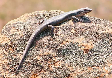 Skink, a smooth-scaled desert lizard