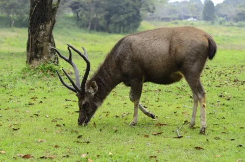 A sambar deer from Southeast Asia